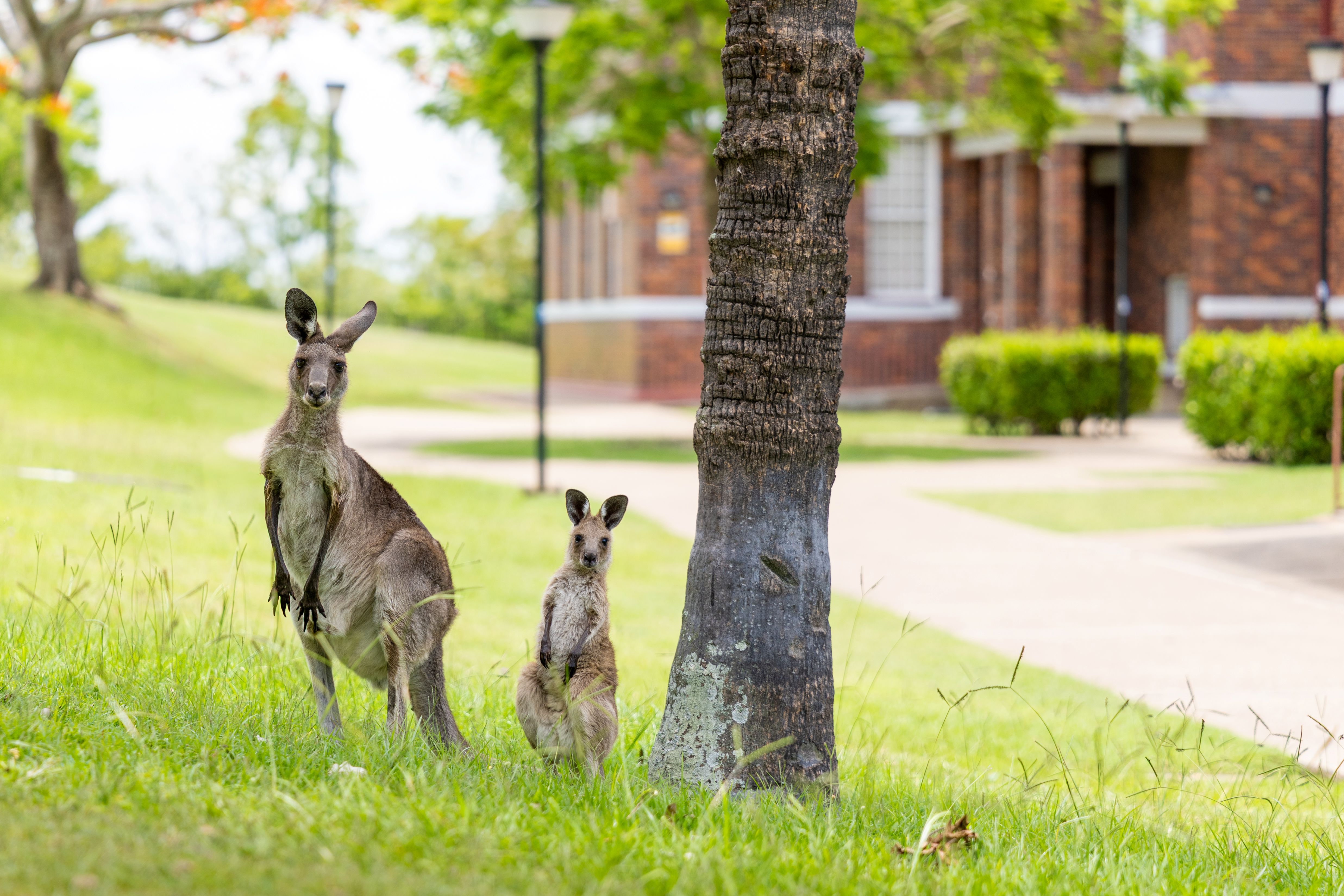Roos outside QCMHR